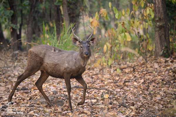 sambar