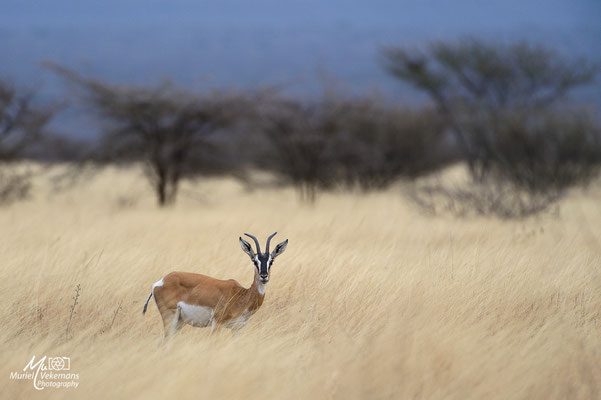 Awash national parc gazelle