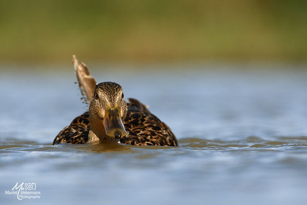 Colvert Hongrie