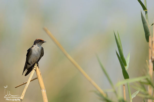 Chobé hirondelle a tête rousse