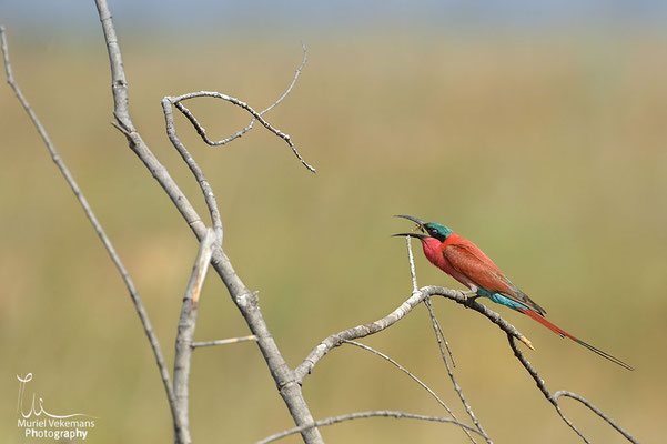 Kwando river guêpier carmin