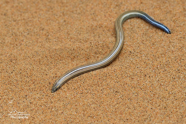 Swakopmund, fitzsimmo ‘s burrowing skink