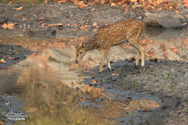 Cerf axis