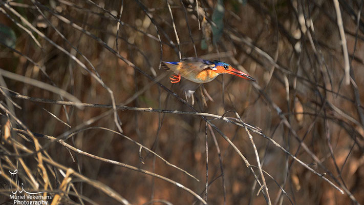 Okavango river martin pêcheur huppé