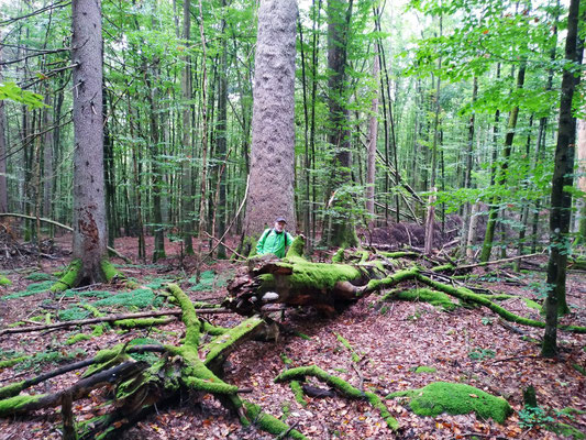 "Urwald" auf dem Weg zum Schwellhäusl