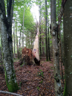 "Urwald" auf dem Weg zum Schwellhäusl