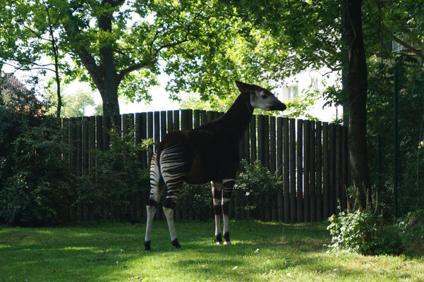 Okapi, Waldgiraffen, nennt man diese weniger bekannten und scheuen zentralafrikanischen Tiere.