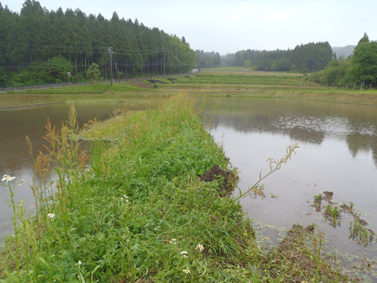 伸びすぎた草