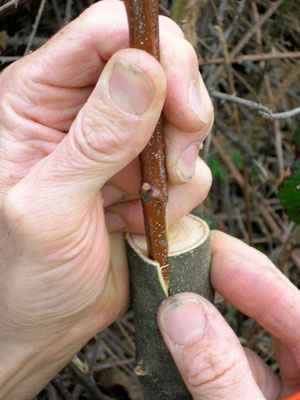 greffage d'un châtaignier sauvage