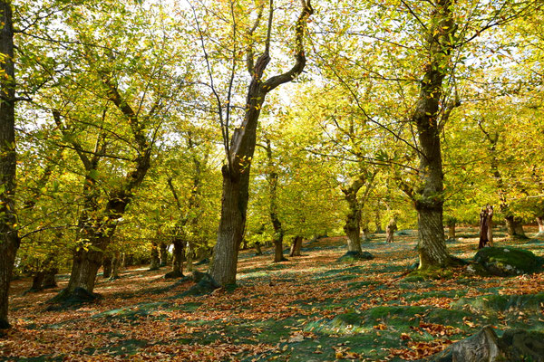 une châtaigneraie à l'automne