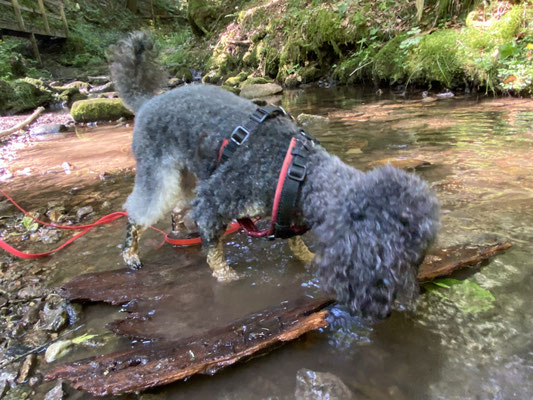 Abkühlung im Lotenbach