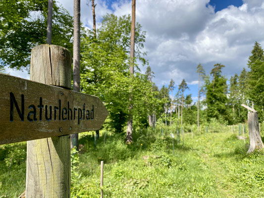 Naturlehrpfad auf dem Lindenberg