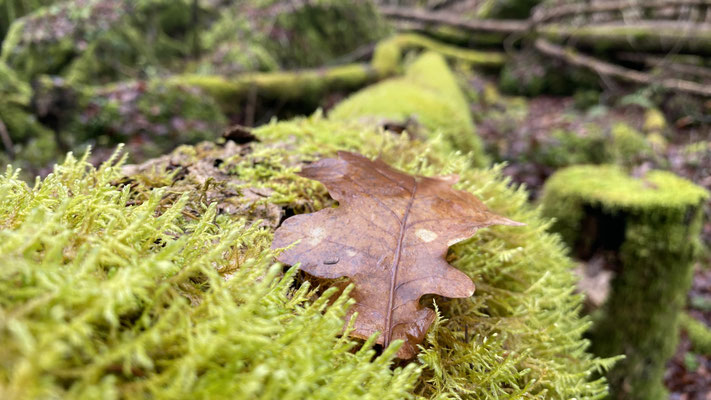 Waldspaziergang