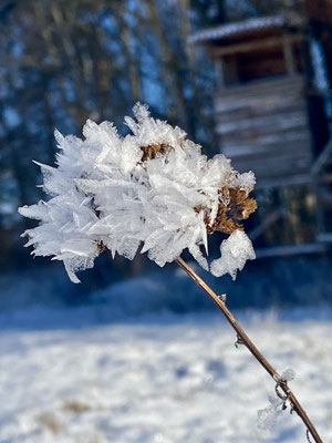 Winterstimmung im Schwarzwald