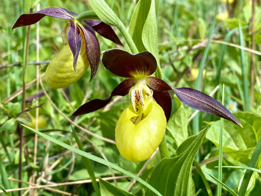 Orchideenpfad Stühlingen (Lindenberg)