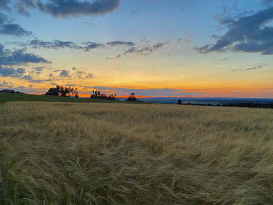 Abendspaziergang bei Münchingen