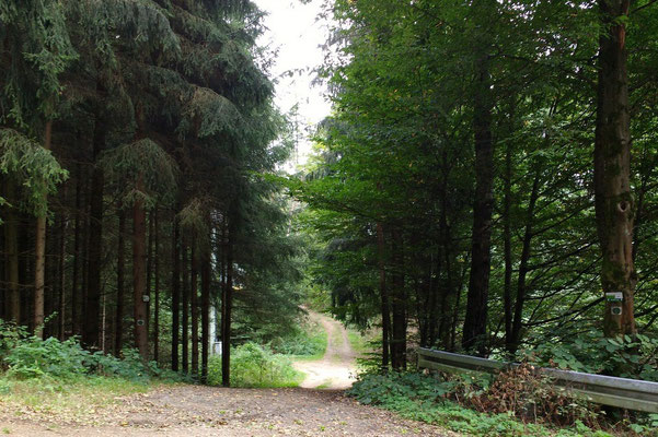 An der Straße nach Hammerhof gehts rechts in den Wald