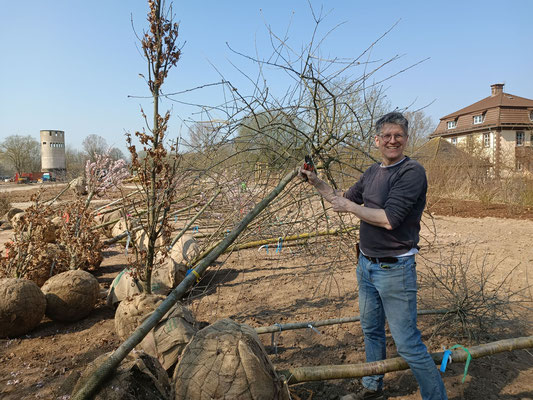 Jetzt im Frühling wird auf dem Gartenschau-Gelände in Höxter viel gepflanzt: Hier kümmert sich Friedhelm Türich um Bäume, die im Weserbogen in die Erde kommen.   