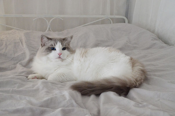 Ragdoll muffin cheap