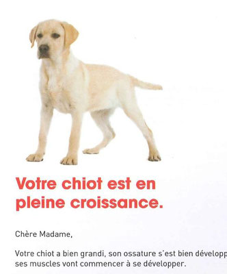 Courrier aux détenteurs de chiots labradors - CHANCEUX