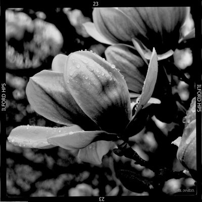 Magnolie