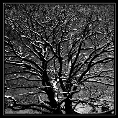 Baum im Schnee
