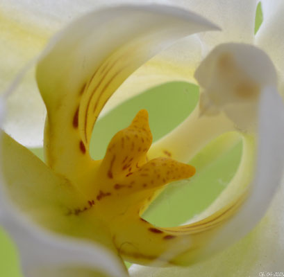 Blüte