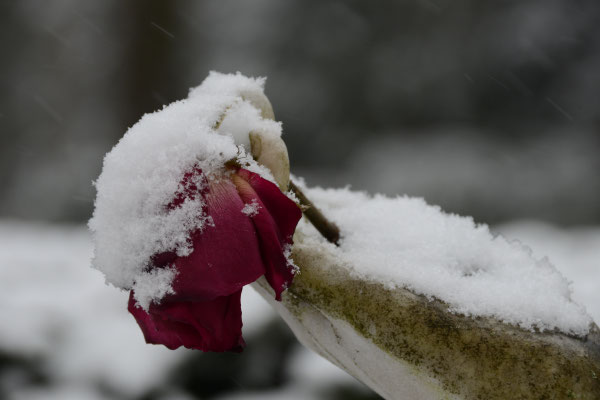 Hand mit Rose