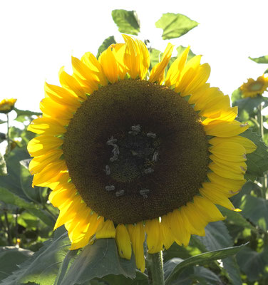Sonnenblume