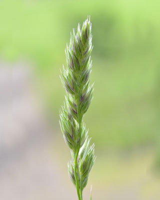 Gras