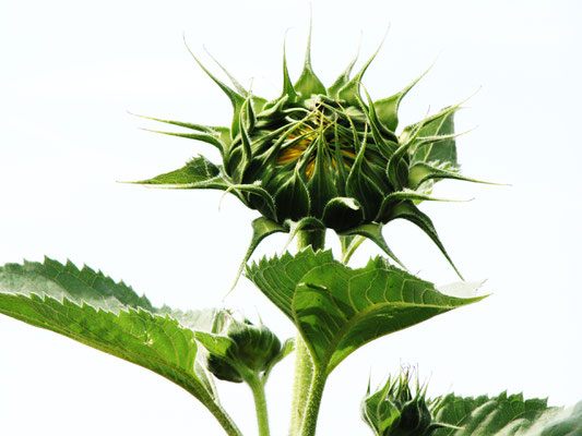 Sonnenblume