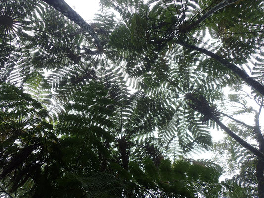 Riesen Farne im botanischen Garten