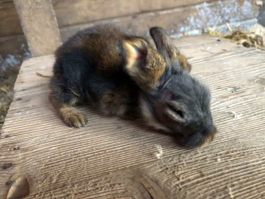 junges Bartkaninchen, 2 Wochen alt