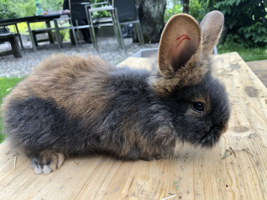 junges Bartkaninchen Böckli