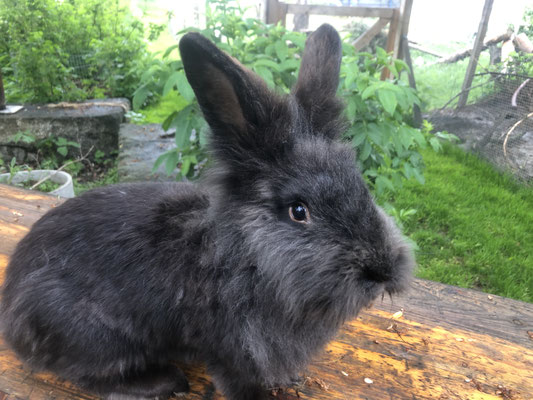 Bartkaninchen Nera