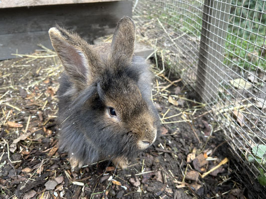 Barkaninchen Bock Sid
