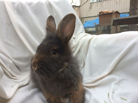 Bartkaninchen Lola - Belgisches Bartkaninchen