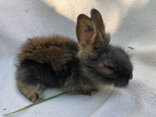 junges Bartkaninchen