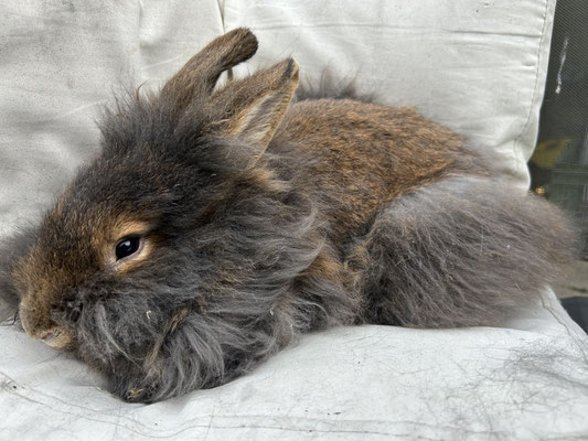 Bartkaninchen Sally