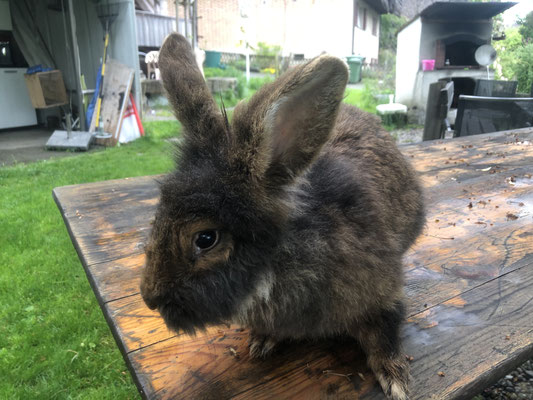 Bartkaninchen Ellie