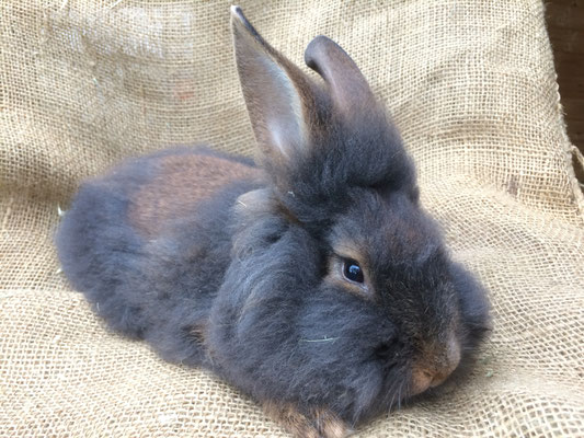 Bartkaninchen Lola - Belgisches Bartkaninchen