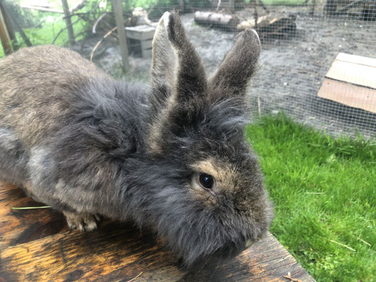 Bartkaninchen Molly