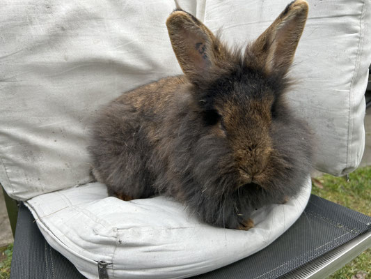 Bartkaninchen Molly