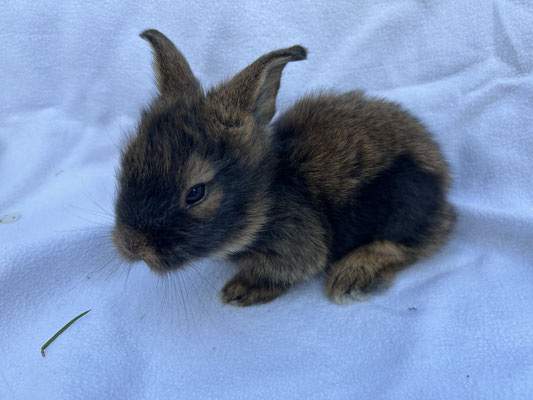 junges Bartkaninchen