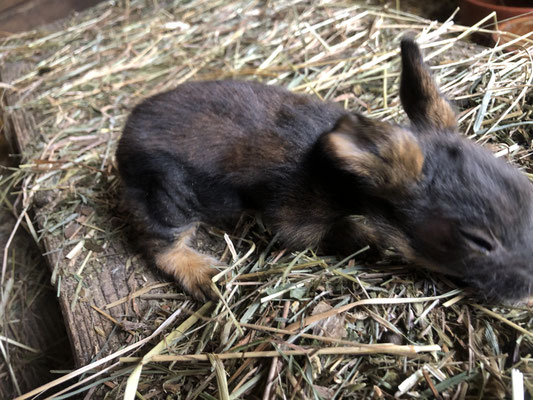 junges Bartkaninchen, 2 Wochen alt