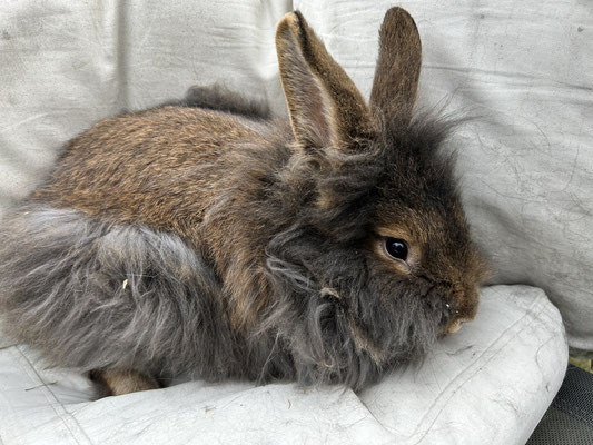 Bartkaninchen Sally
