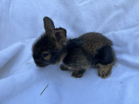 junges Bartkaninchen