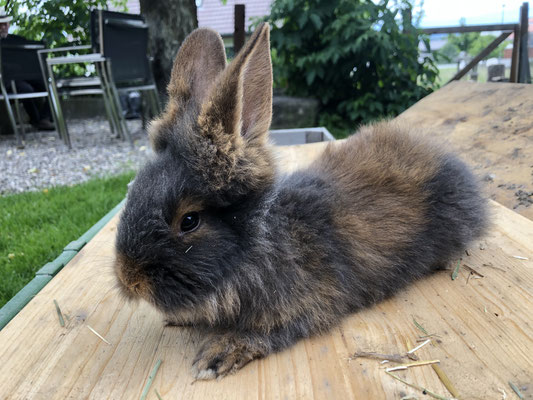 junges Bartkaninchen Böckli