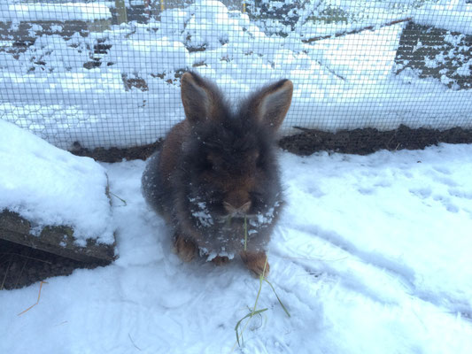 Bartkaninchen Luno  im Schnee - Belgisches Bartkaninchen