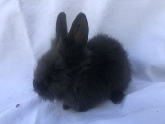 Junges Bartkaninchen